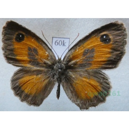 Pyronia cecilia (Vallantin, 1894) male Spain60k
